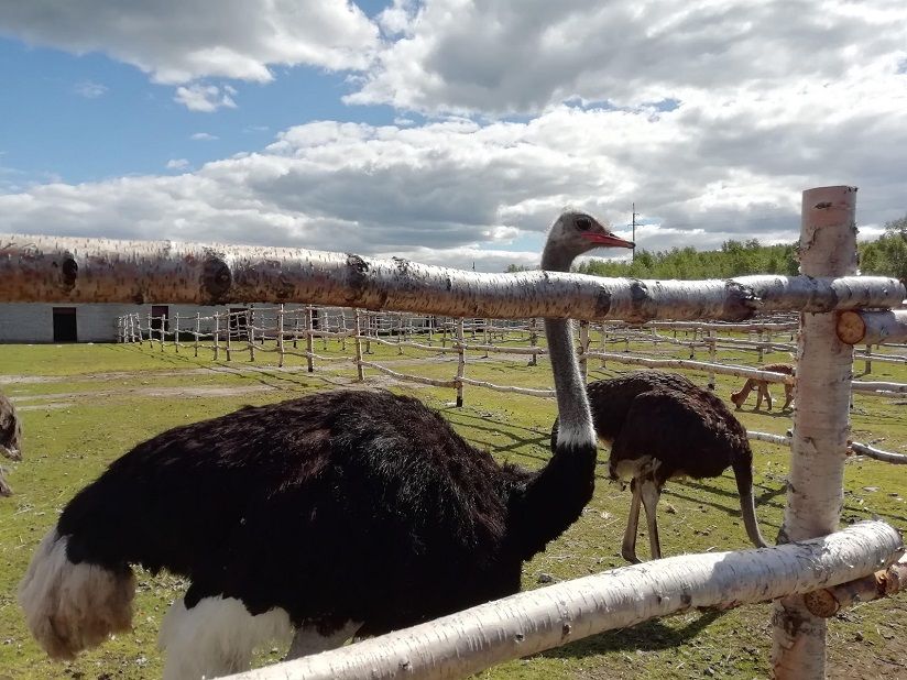 Мурманская Страусиная ферма