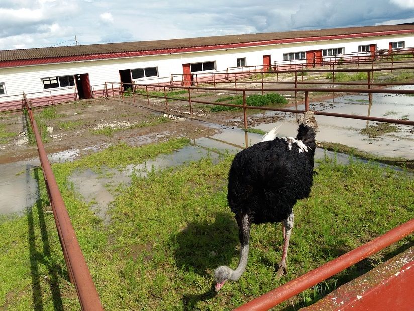 Ферма «Русский страус»