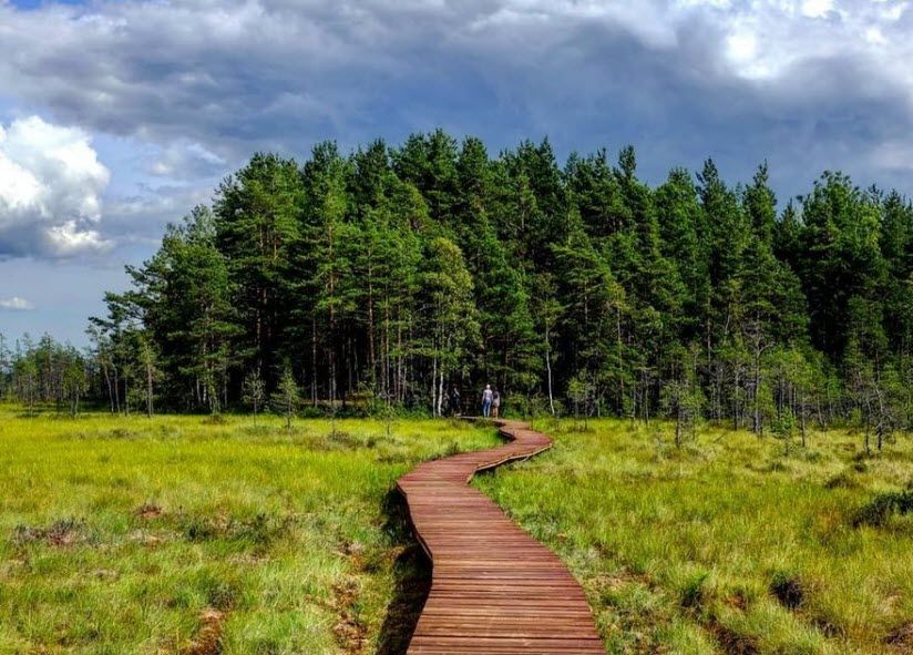 Сестрорецкое болото