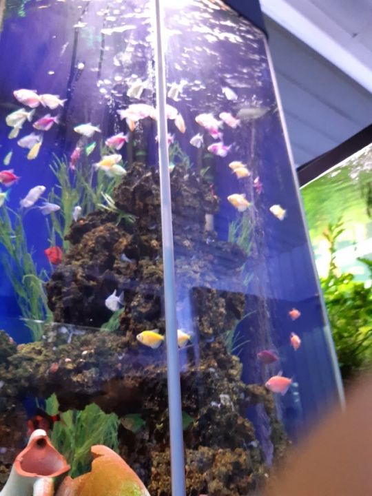 Смоленский аквариум