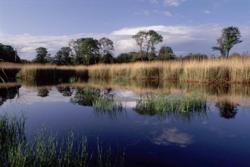 Стрельнинский берег