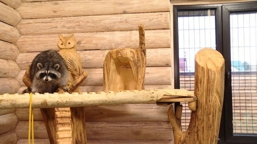 Центр «Изба Енота»