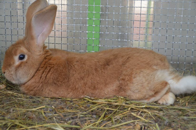 Ферма «Братец кролик»