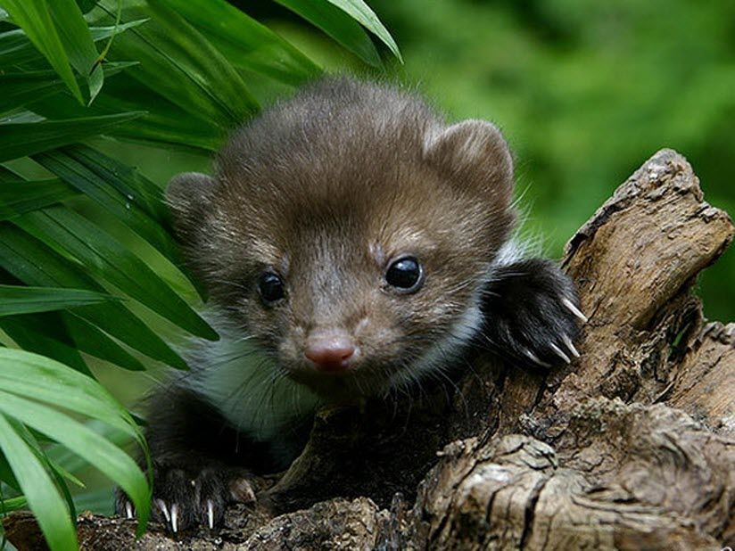 Моршанский заказник