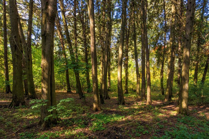 Туевая роща