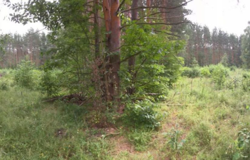 Бондарская звезда