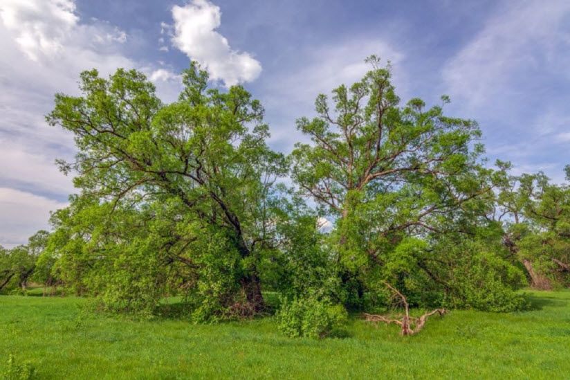 Семеновская ивовая роща
