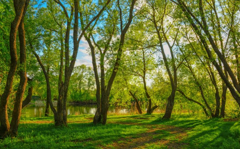 Урляпово урочище