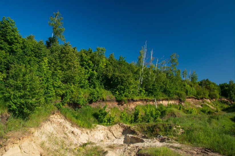 Рассказовский лес