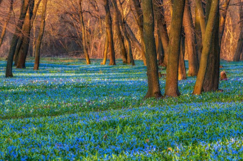 Поляна первоцветов в Знаменке