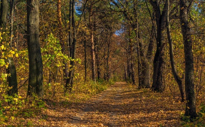Байловский парк