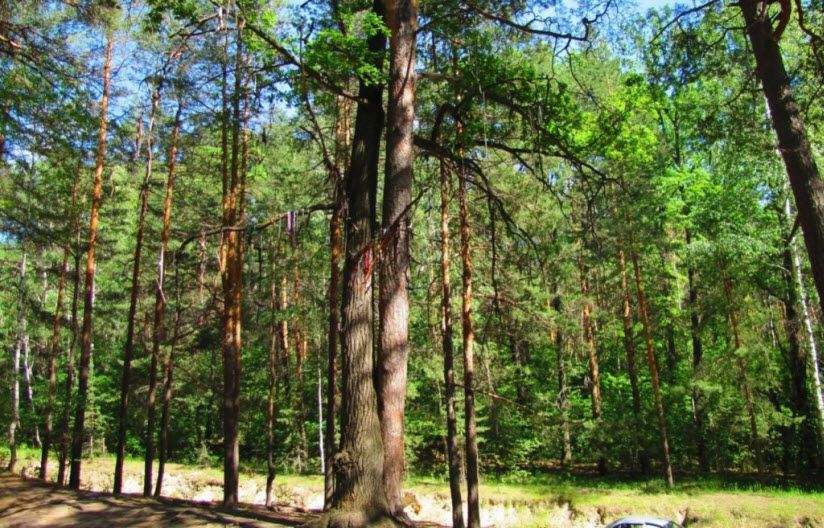 Дерево Любви