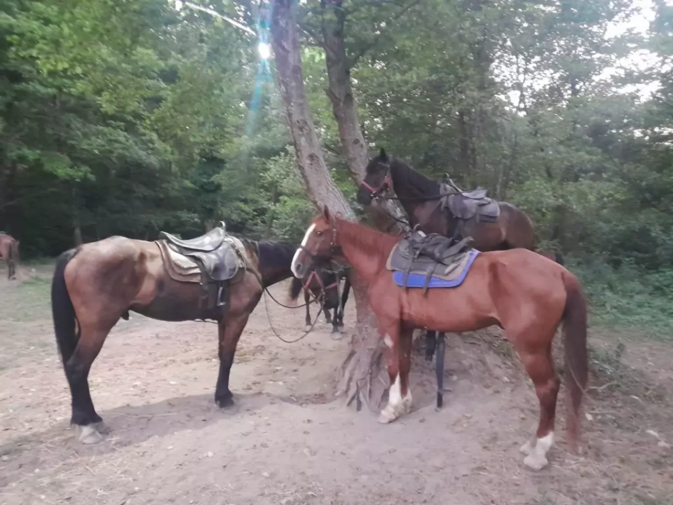 Конный клуб «Баракат»