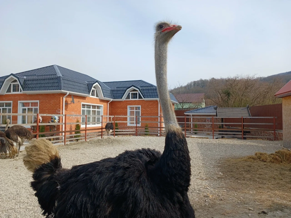 Ферма «Страусиное Ранчо»