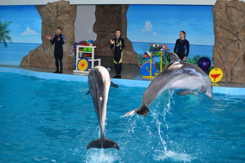 Дельфинарий «Лазаревский»