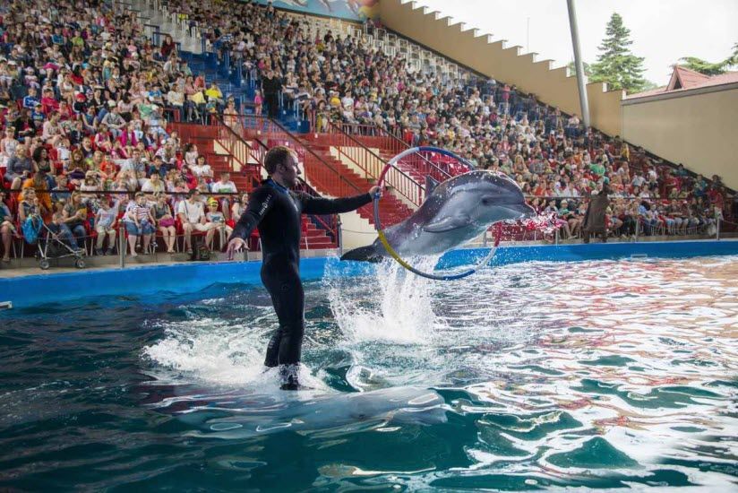 Дельфинарий «Морская звезда»