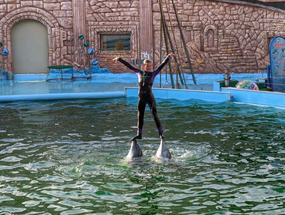 Тренер и дельфины