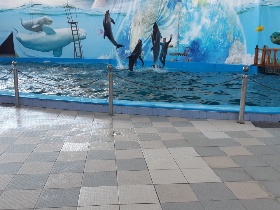 дельфины аквапарка