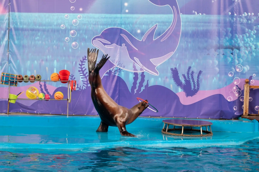 морские котики