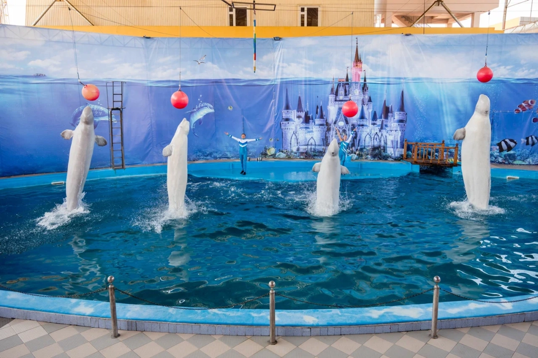 Дельфинарий «Морская звезда»