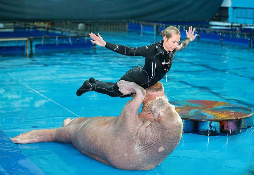 Дельфинарий