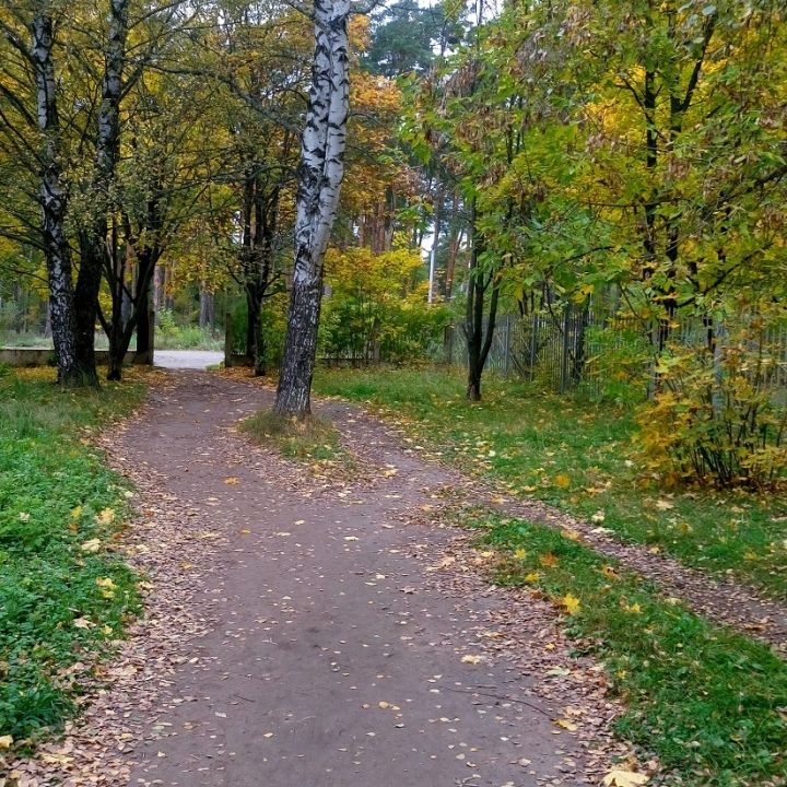 Алексин бор