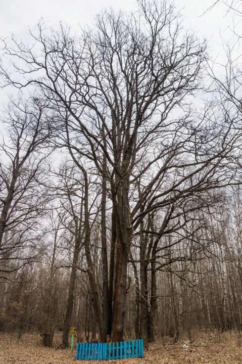 Девять братьев