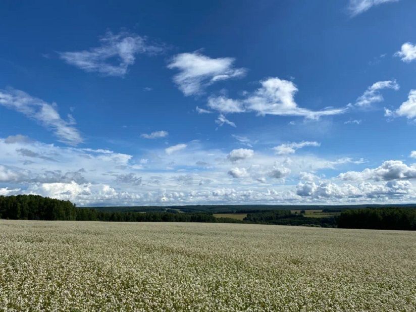 Заповедник «Тульские засеки»