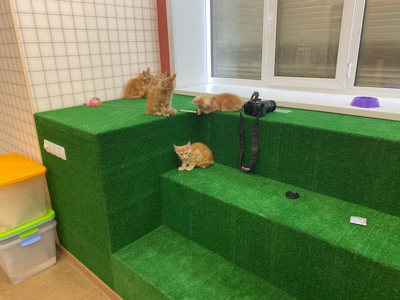 Антикафе «Котоместо»