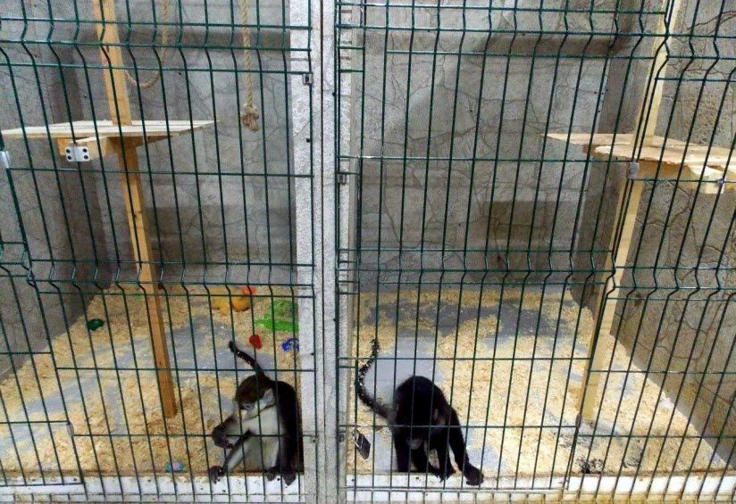 Контактный зоопарк «Мадагаскар»