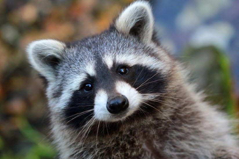 Центр енотов