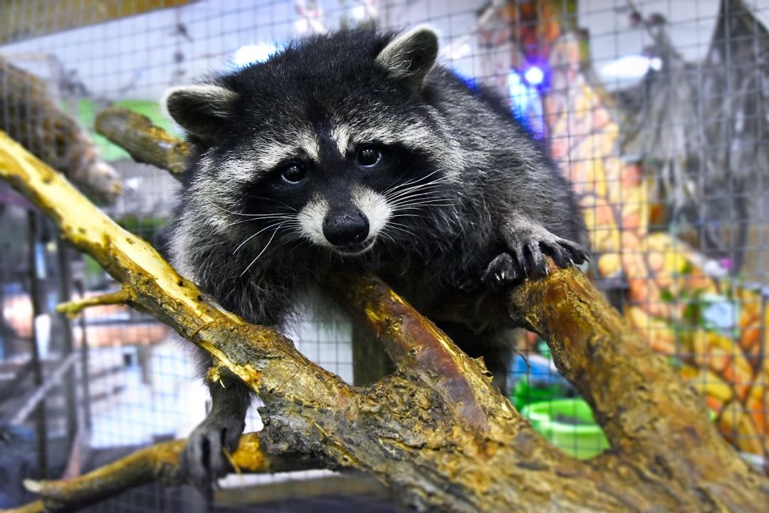 Джунгли-Хаус