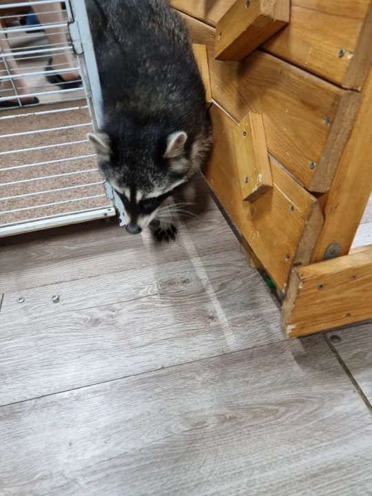 Дом озорных енотов «ЕноTime»