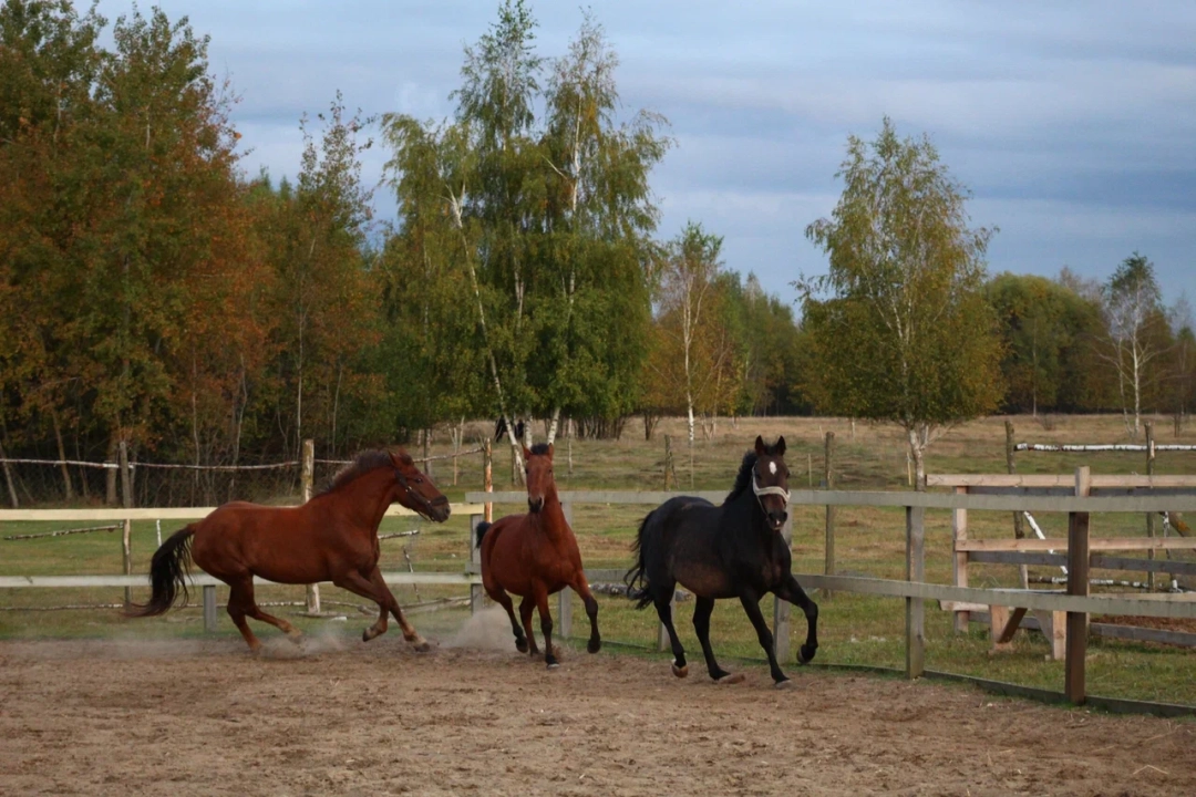 Конный клуб «Альворадо»