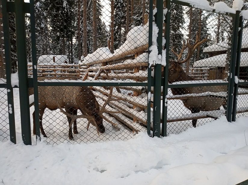 Зоопарк Деда Мороза