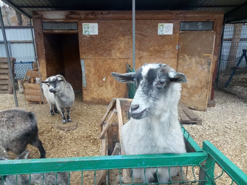 Зоопарк «Зоодворик»