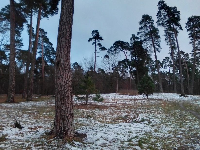 Лесопарк имени Теодора Кроне