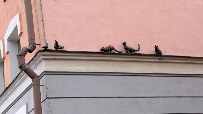 Кошки, охотящиеся на голубей