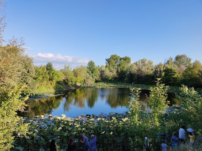 Озеро с лотосами