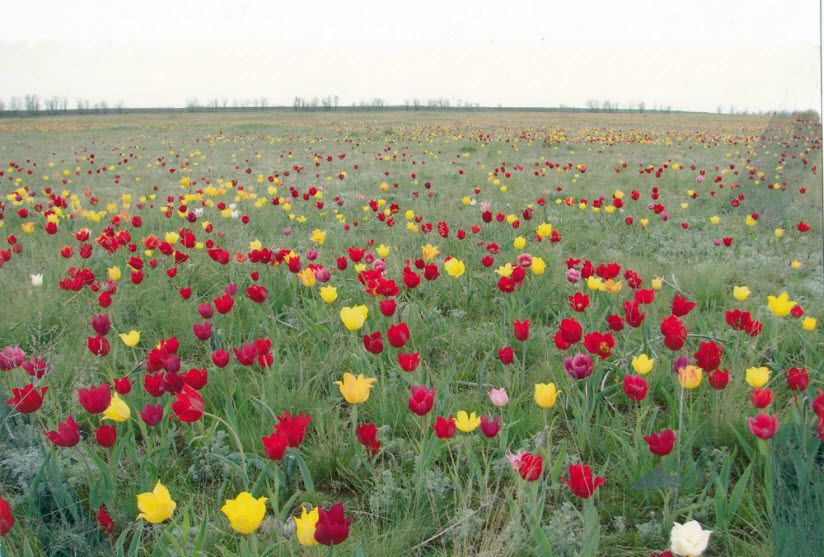 Тюльпановое поле