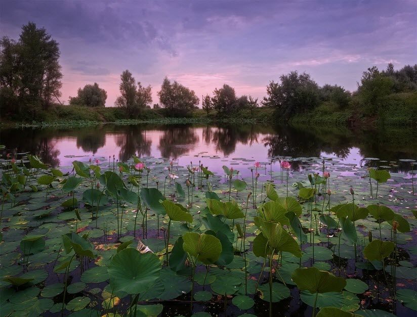 Озеро лотосов