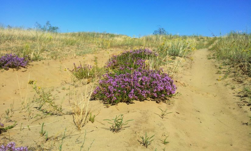 Цимлянские пески