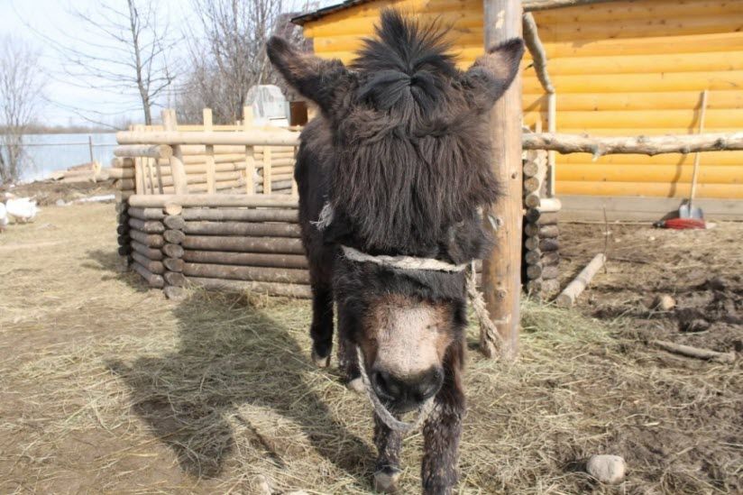 Зоопарк «Деревенька»
