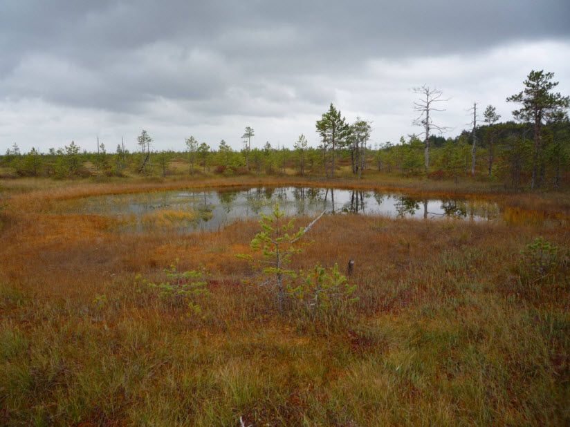 Уломское болото
