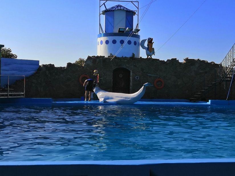 Театр морских животных