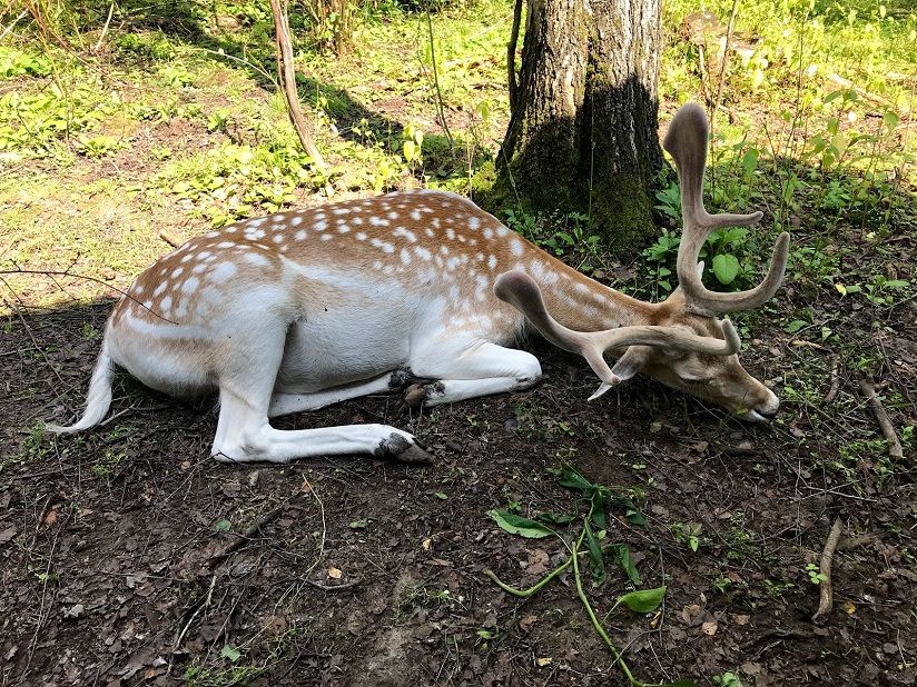 Мини-зоопарк «Дом лани»