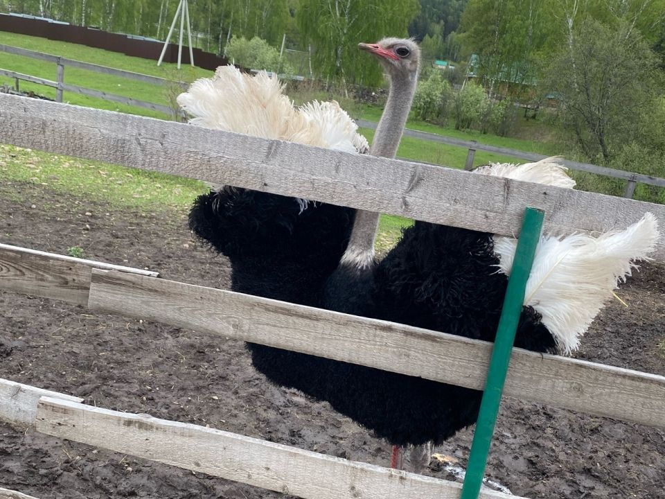 Страусиная ферма