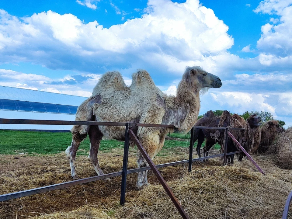 Ферма верблюдов Camelrussia