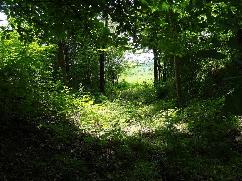 Брагунский заказник