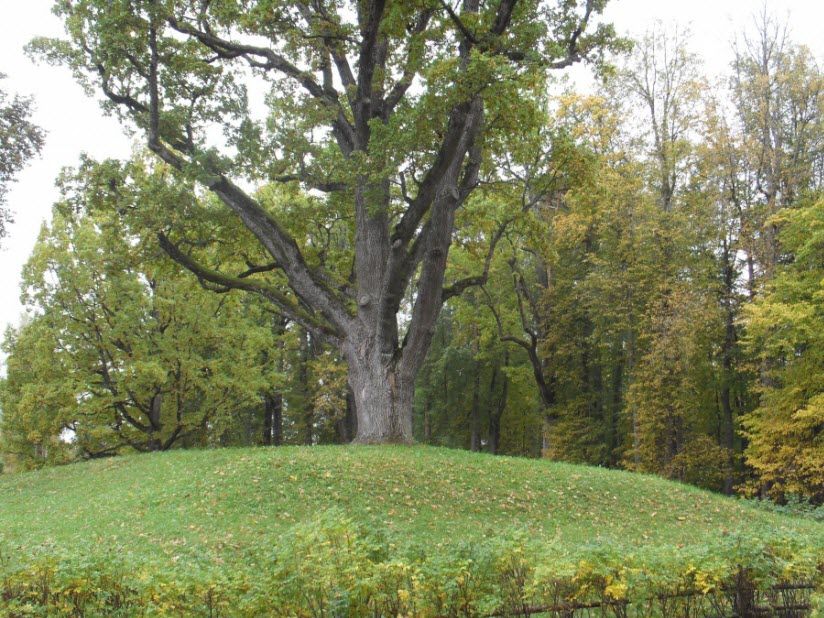 дуб в Тригорском